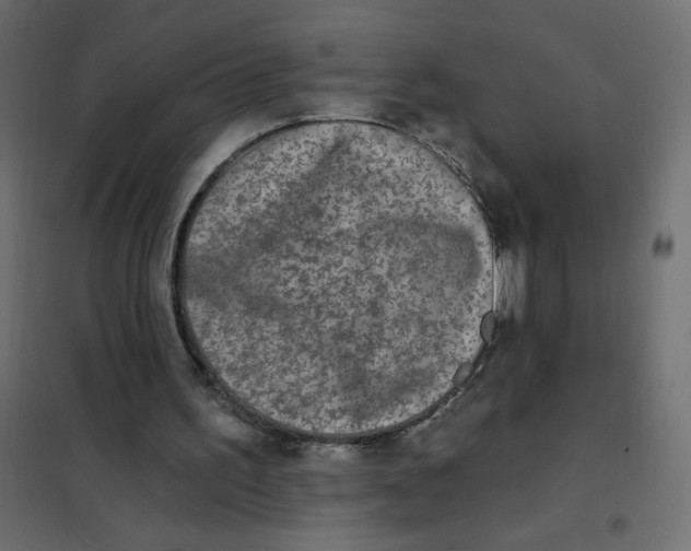 X0000102020195200808081756