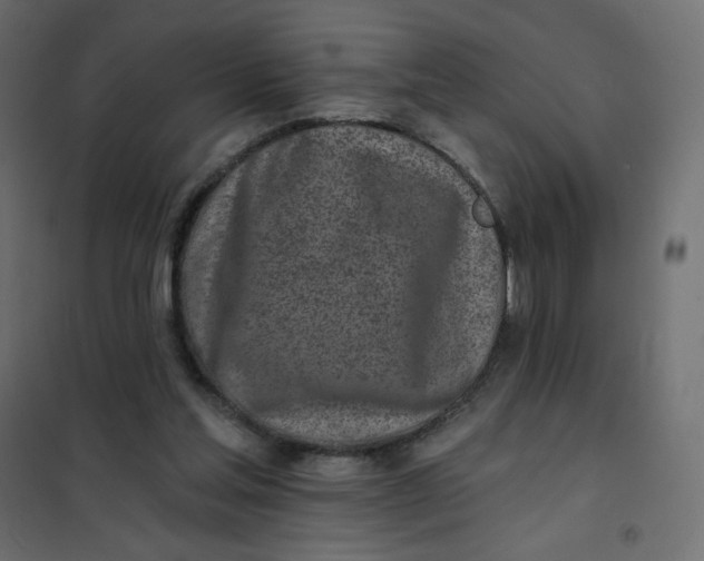 X0000102020205200808081756
