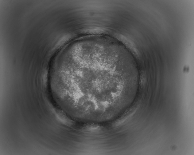 X0000102020206200808081756