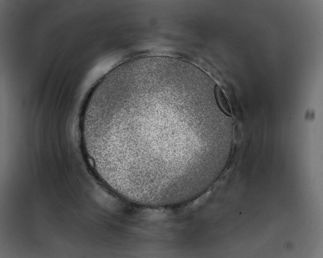 X0000102020245200808081755