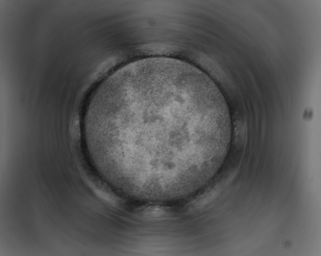 X0000102020254200808081755