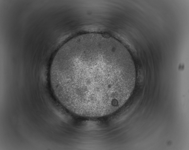 X0000102020255200808081755