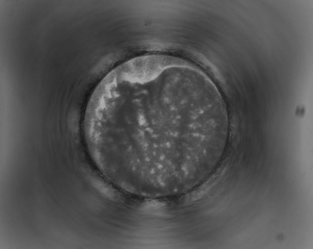 X0000102020257200808081755