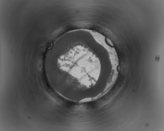 X0000102020259200808081755