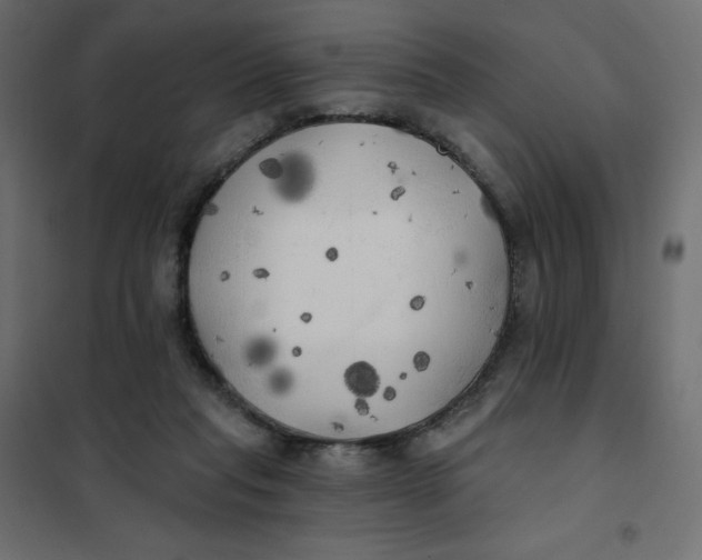 X0000102020261200808081755