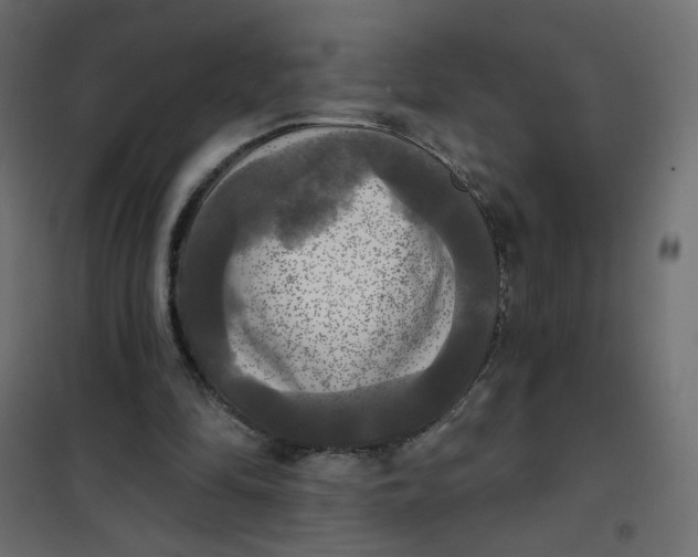 X0000102020294200808081755