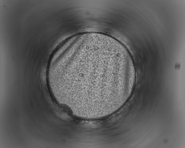 X0000102020297200808081755