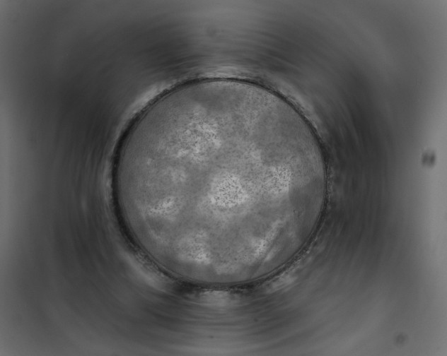 X0000102020298200808081755