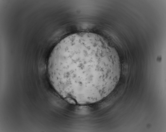 X0000102020324200808081755