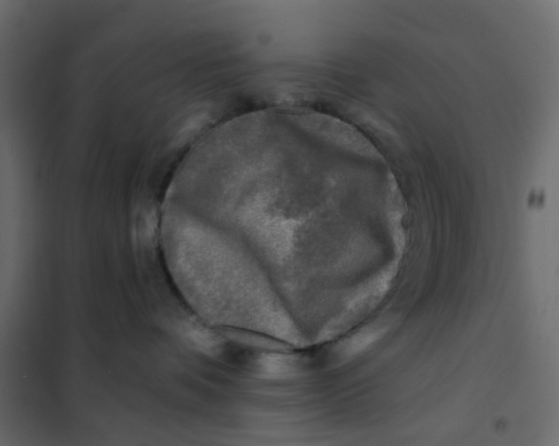 X0000102020336200808081754