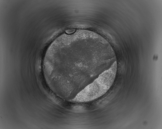 X0000102020358200808081754