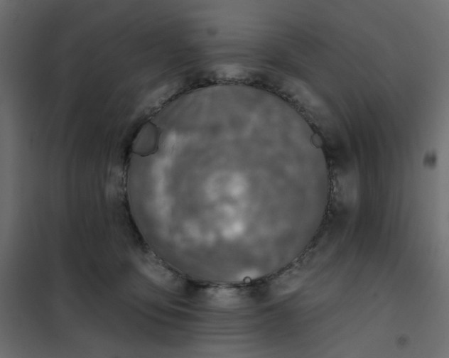 X0000102020419200808081753