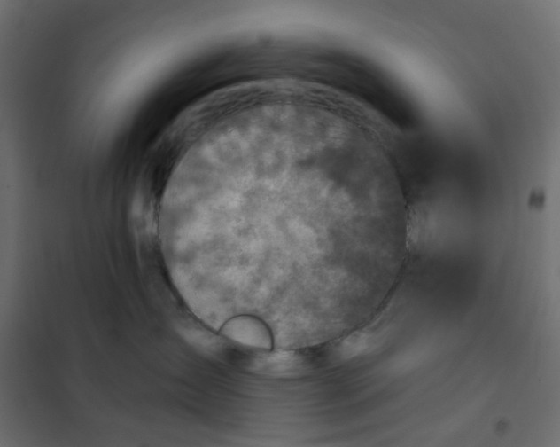 X0000102020431200808081753