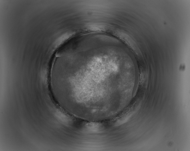 X0000102020444200808081752