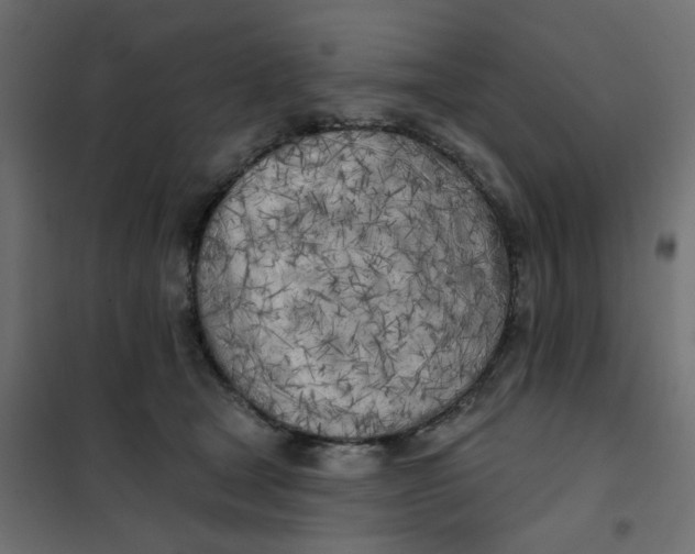 X0000102020465200808081753