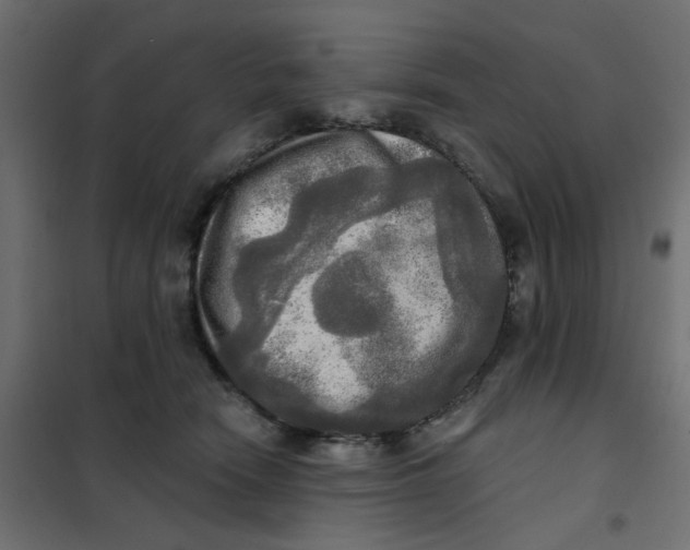 X0000102020466200808081753