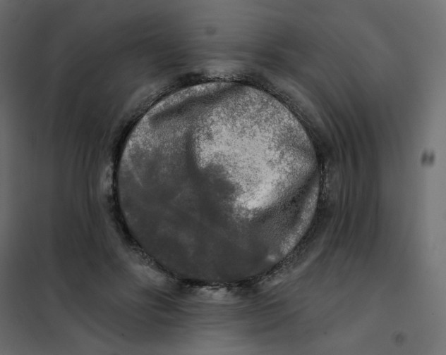 X0000102020502200808081752