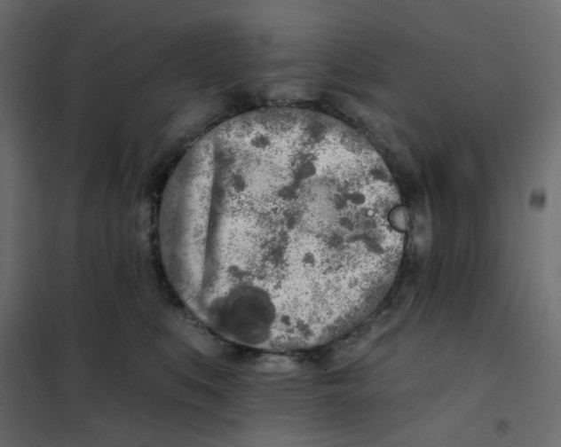 X0000102020519200808081751