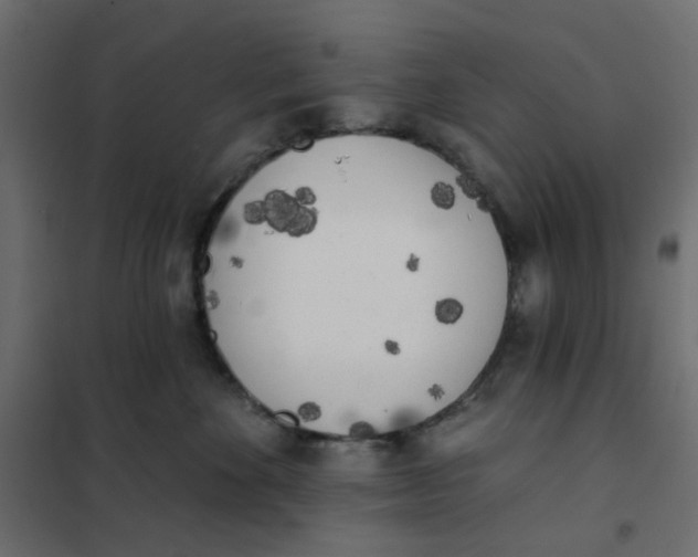 X0000102020524200808081751