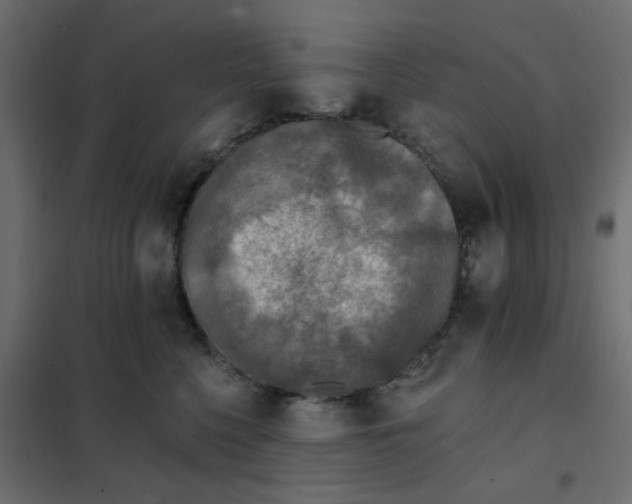 X0000102020568200808081751
