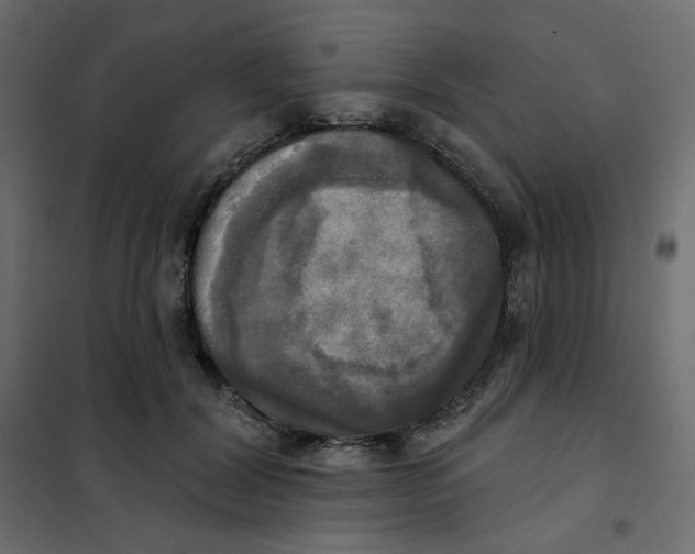 X0000102020604200808081750
