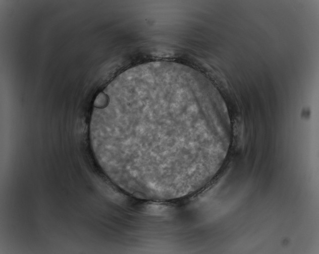 X0000102020614200808081750