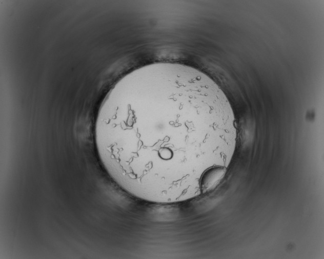 X0000102020619200808081750