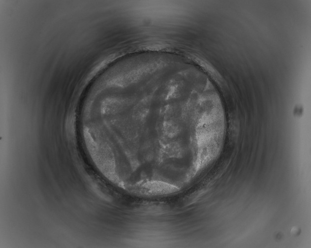 X0000102020626200808081749