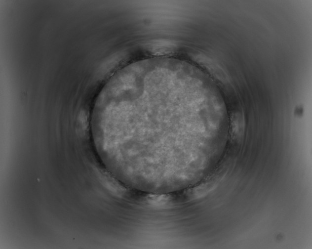 X0000102020667200808081750