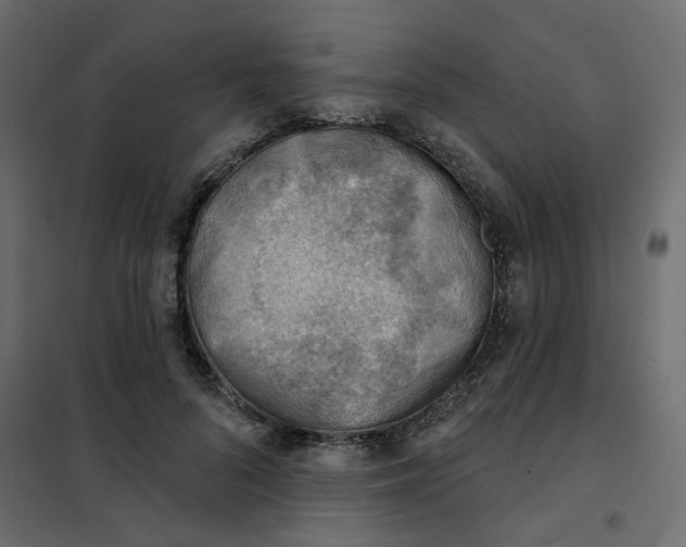 X0000102020696200808081749
