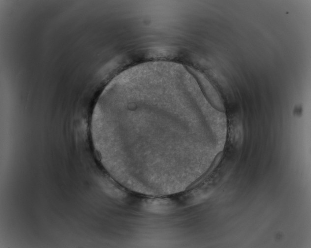 X0000102020716200808081748