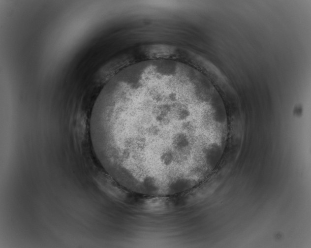 X0000102020761200808081748