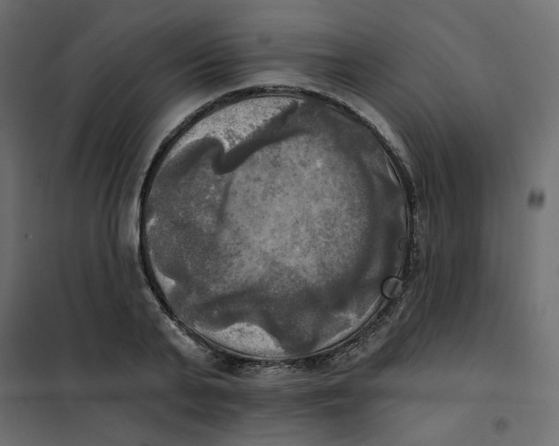 X0000102020791200808081747