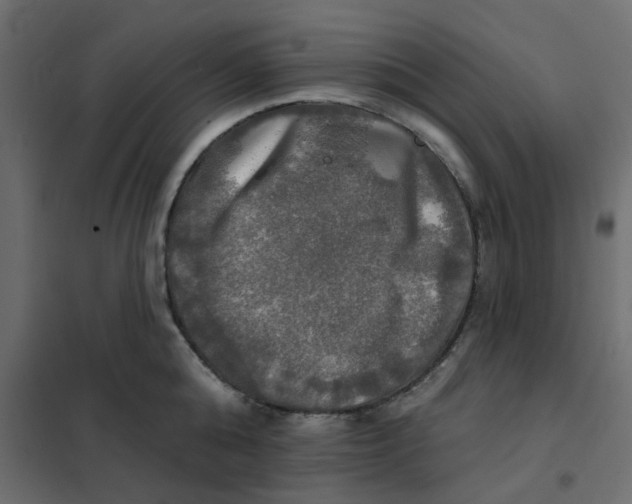 X0000102020808200808081747