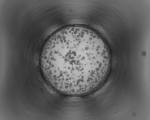 X0000102020833200808081746