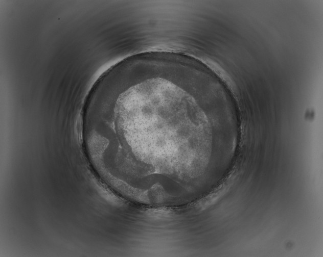 X0000102020838200808081746