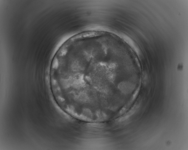 X0000102020863200808081747