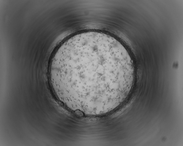 X0000102020930200808081745