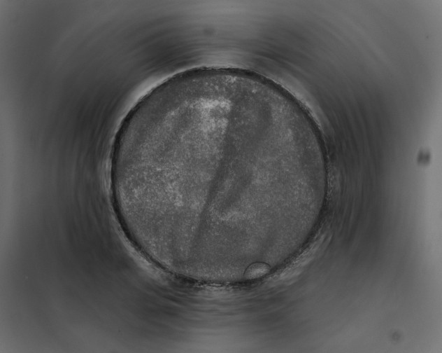X0000102020935200808081745