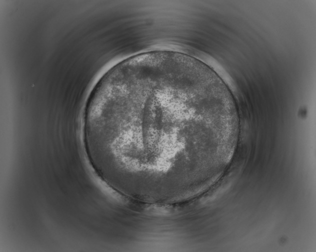 X0000102020955200808081745