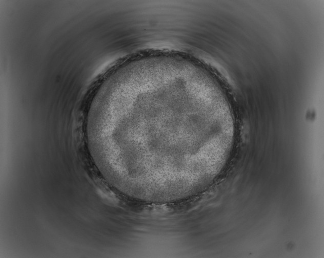 X0000102020968200808081744
