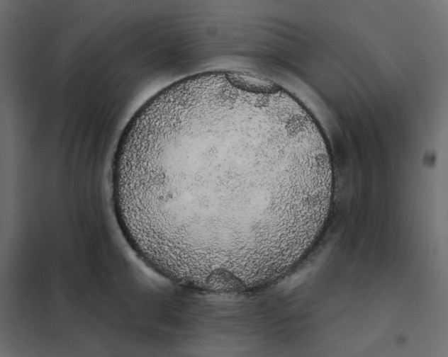X0000102020999200808081744