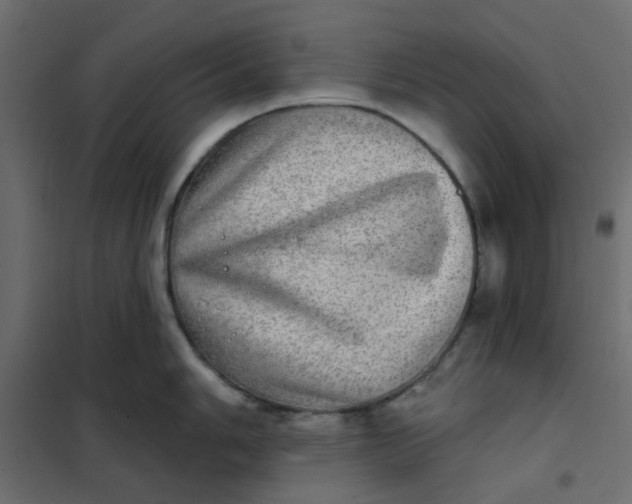 X0000102021006200808081744