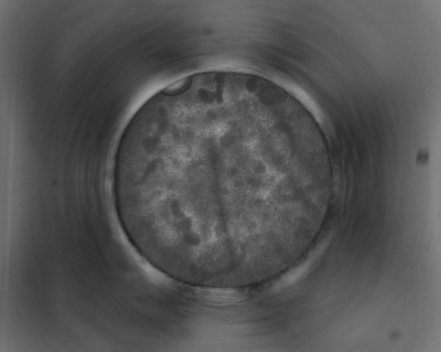 X0000102021007200808081744