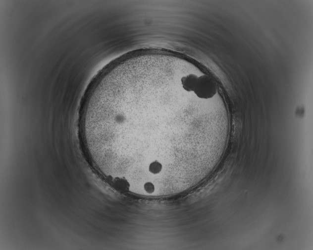 X0000102021020200808081743