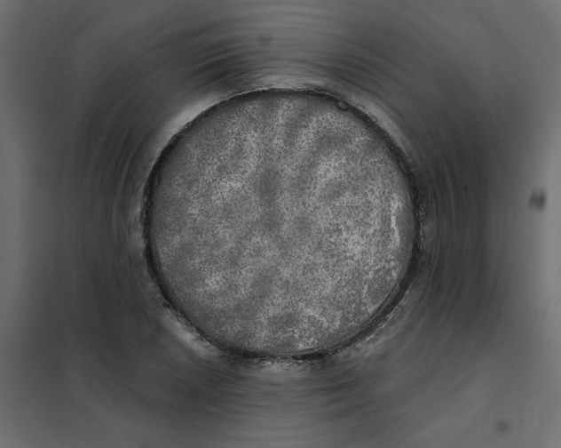 X0000102021026200808081743