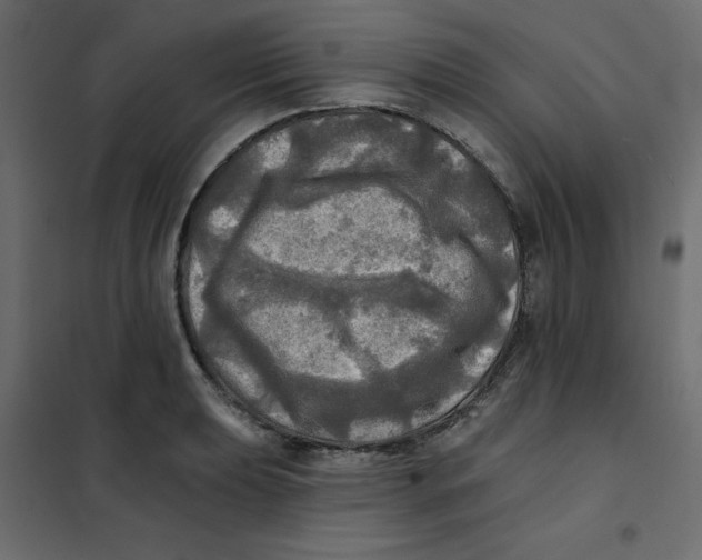 X0000102021039200808081743