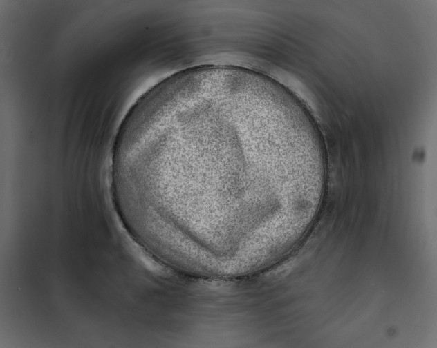 X0000102021040200808081743
