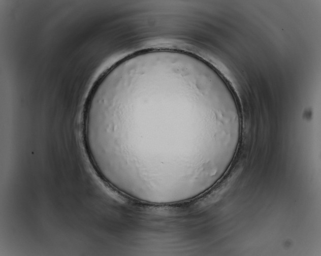 X0000102021045200808081743