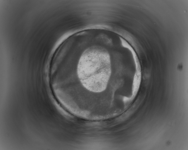 X0000102021054200808081744